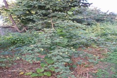 Abutilon indicum subsp. indicum